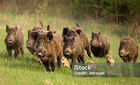 Wild Hogs