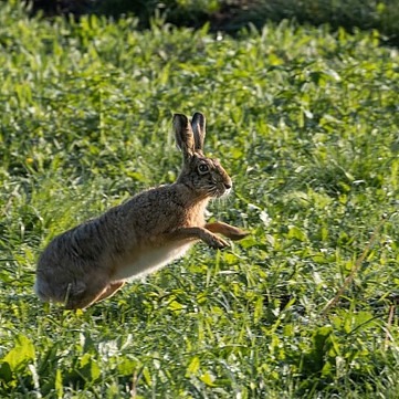 Wild Rabbit